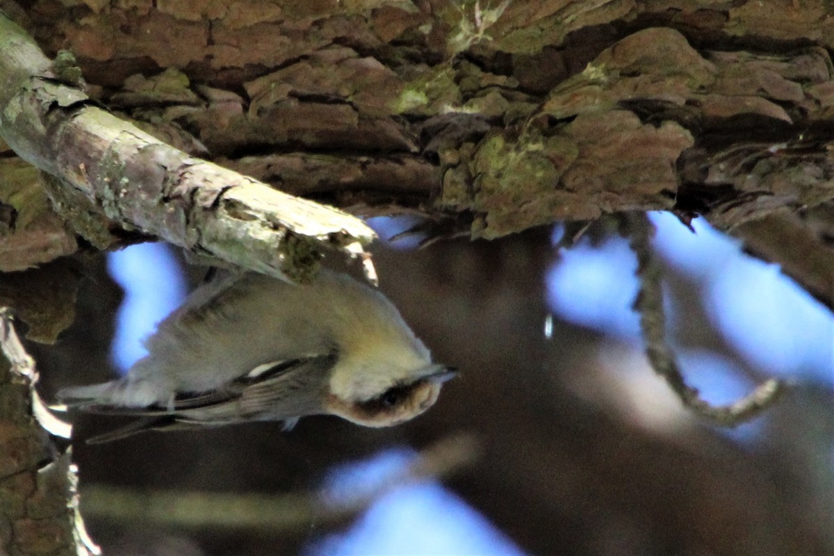 Brown-headed Nuthatch - ML552838051