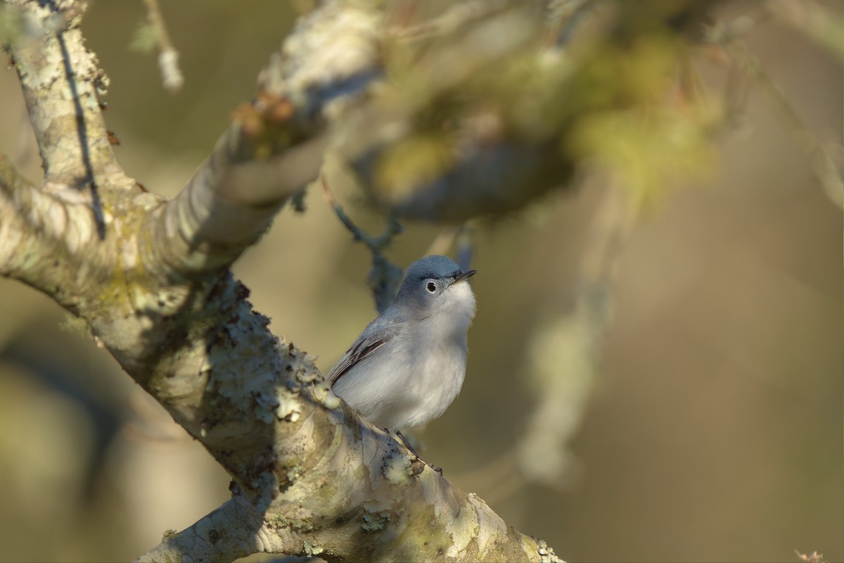 Blue-gray Gnatcatcher - ML552838731