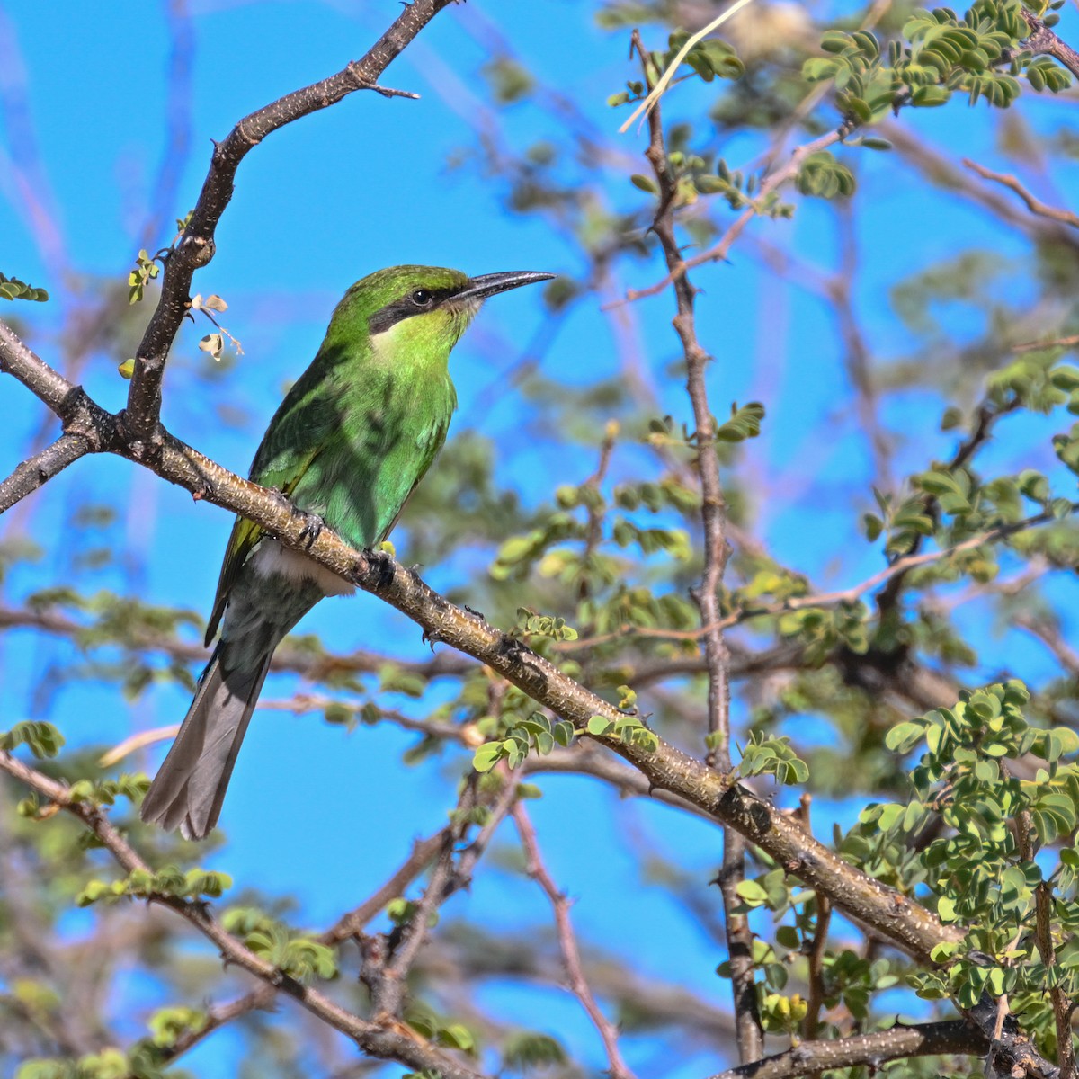 Swallow-tailed Bee-eater - ML552839131