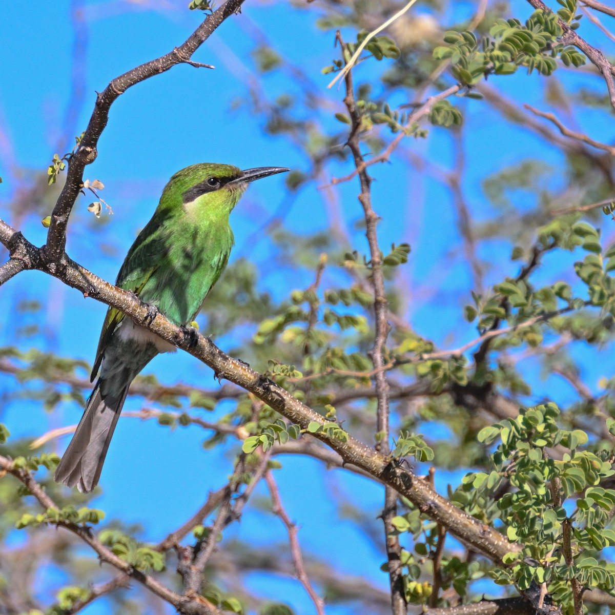 Swallow-tailed Bee-eater - ML552839141