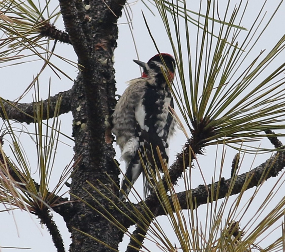 Red-naped Sapsucker - ML552839211