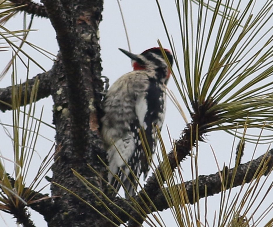 Red-naped Sapsucker - ML552839221