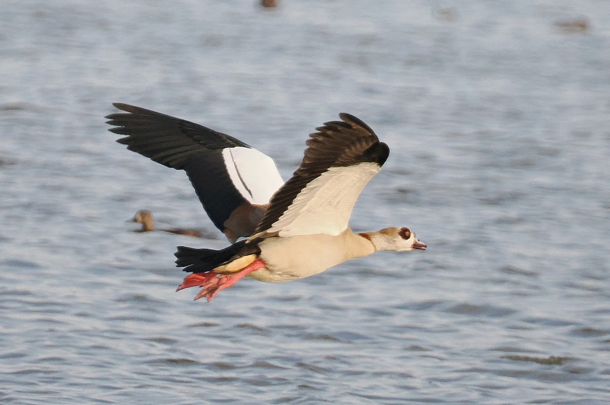 ub. andefugl (Anatidae sp.) - ML552839341