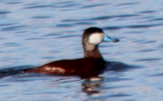 Ruddy Duck - ML552839541