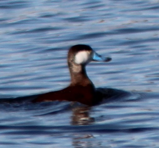 Ruddy Duck - ML552839551