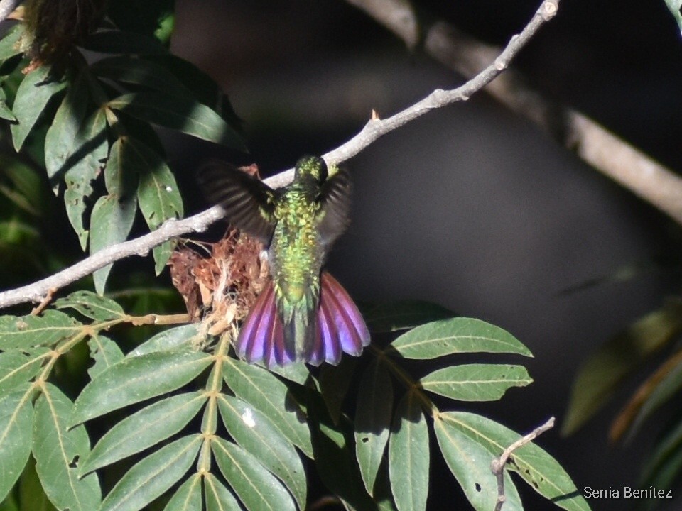 Green-breasted Mango - ML552841841