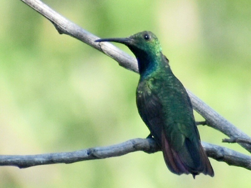 Green-breasted Mango - ML552841851