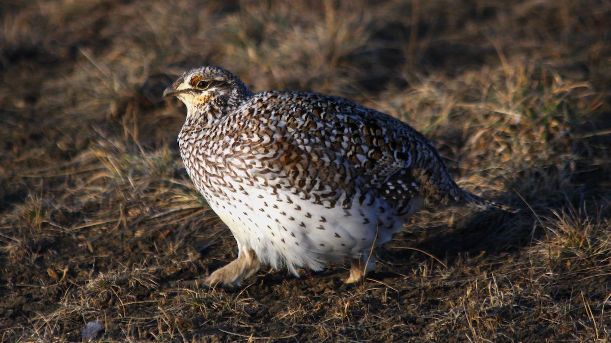 Sharp-tailed Grouse - Kenneth Zillig