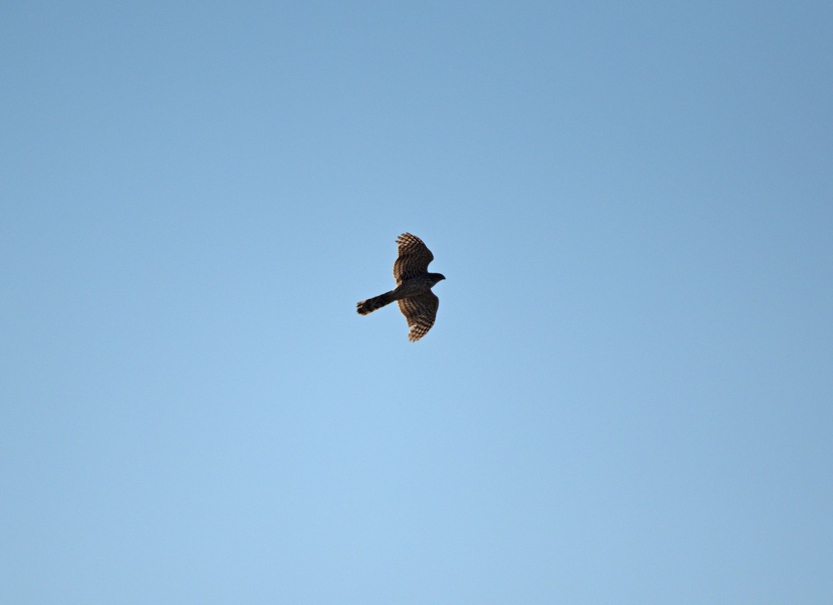 Cooper's Hawk - ML552843211