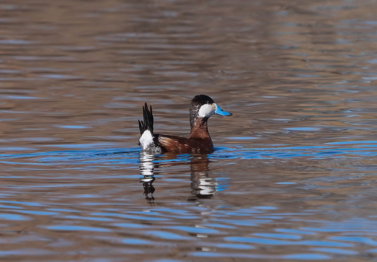 Ruddy Duck - ML552843341