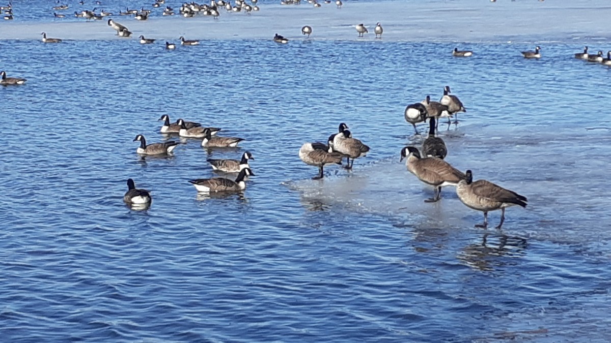 Canada Goose - Normand Fleury