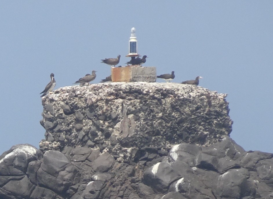 Brown Booby - ML552847781