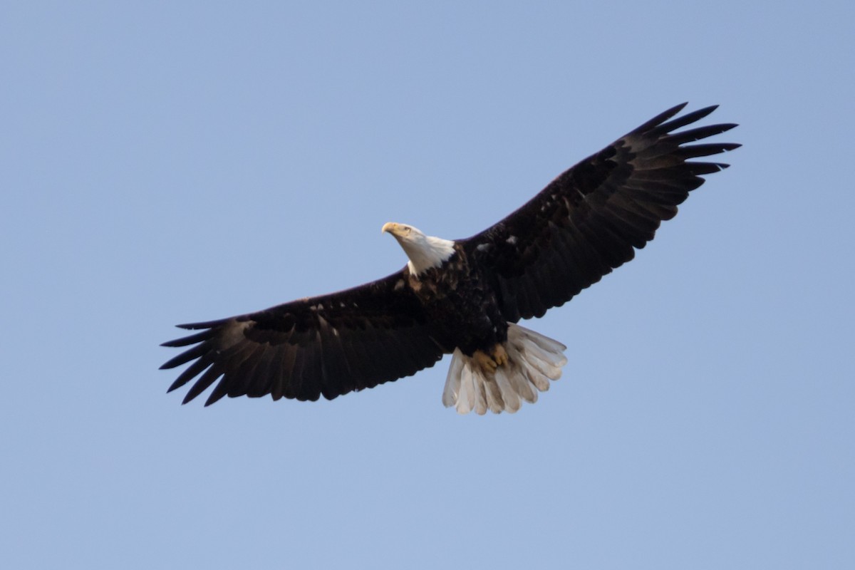Bald Eagle - ML552848131