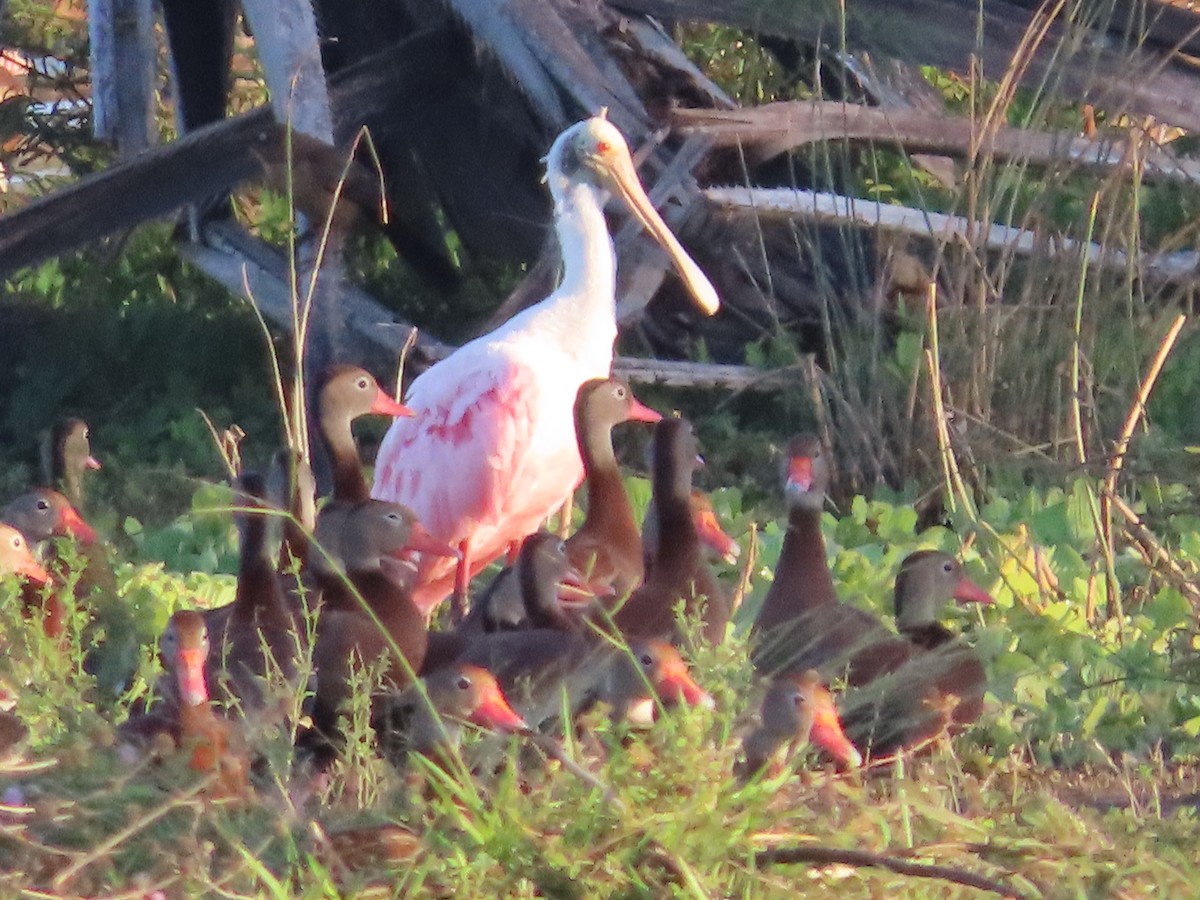 Roseate Spoonbill - ML552849171