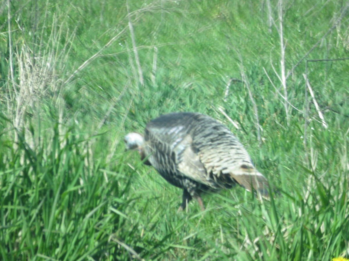 Wild Turkey - ML55284931