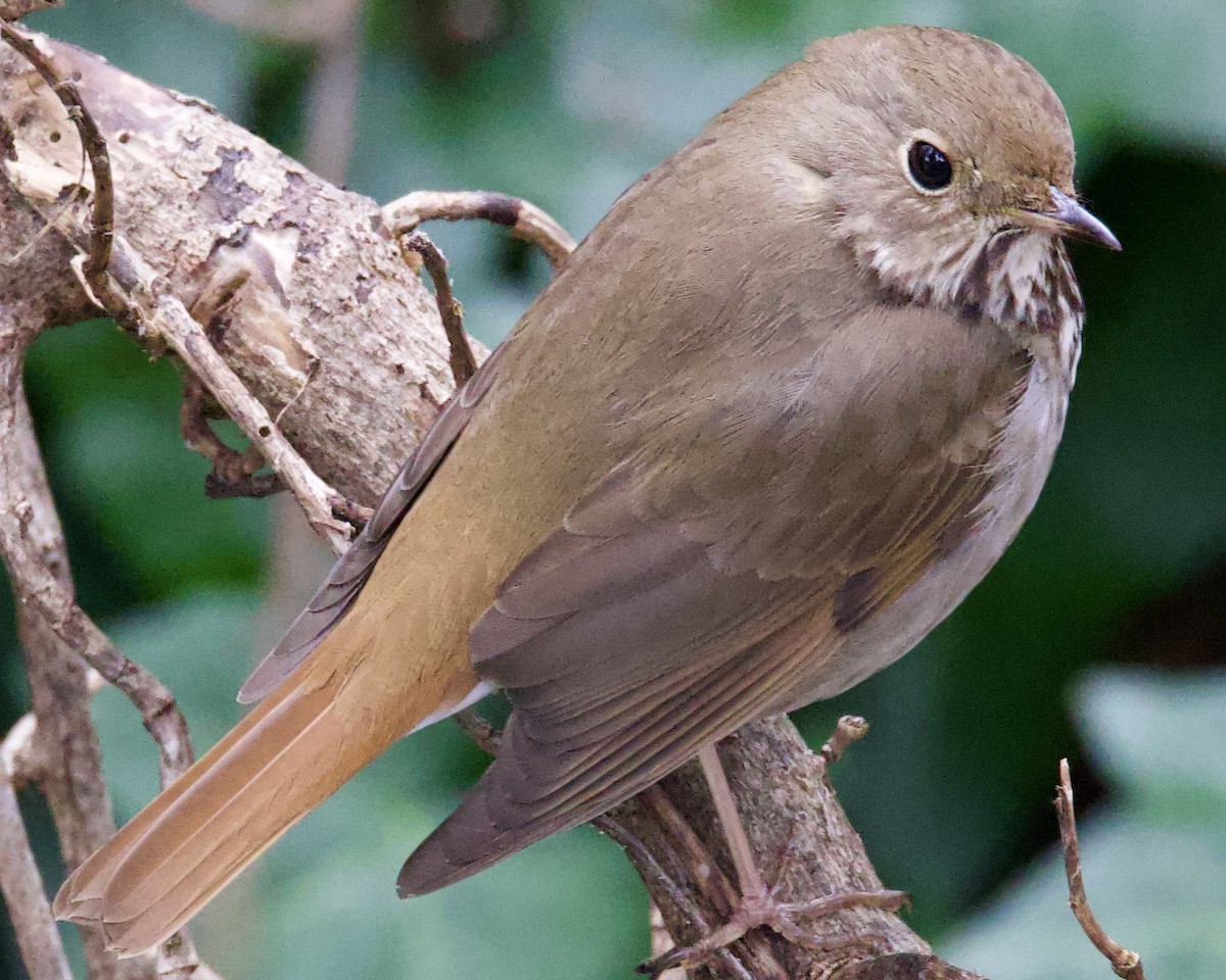 Hermit Thrush - ML552849421