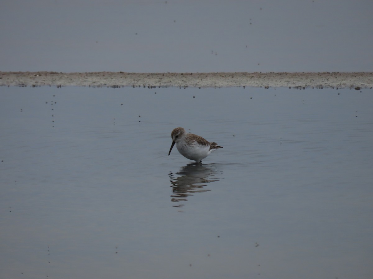 Western Sandpiper - Andrew Pratt