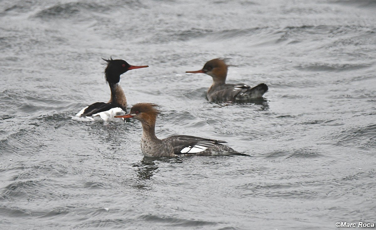 Red-breasted Merganser - Marc Roca