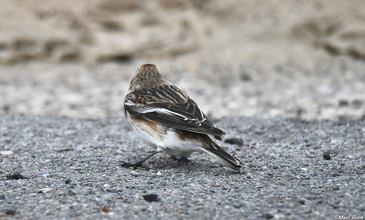 Snow Bunting - Marc Roca