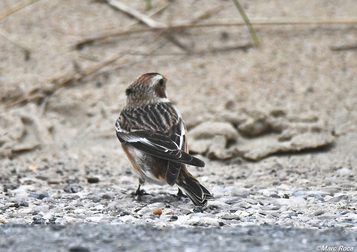 Snow Bunting - ML552850271