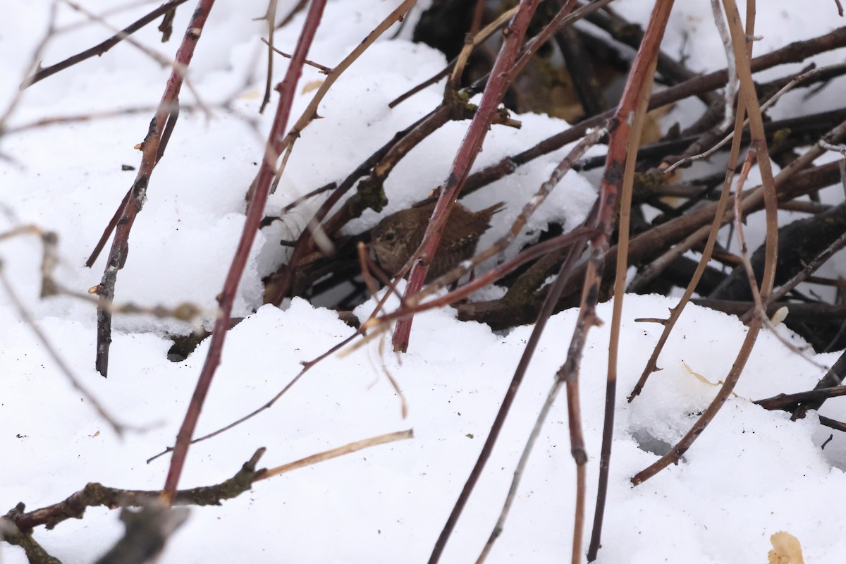 Winter Wren - ML552851571