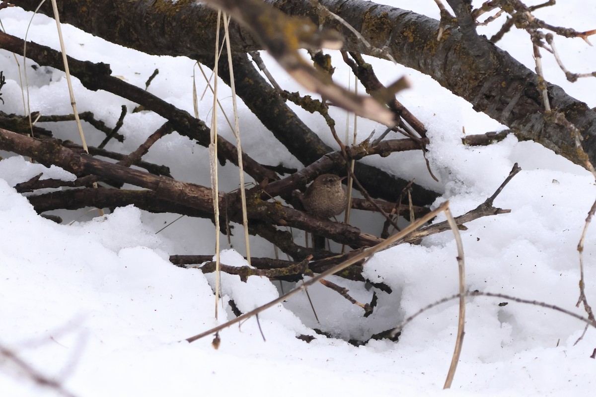 Winter Wren - ML552851771
