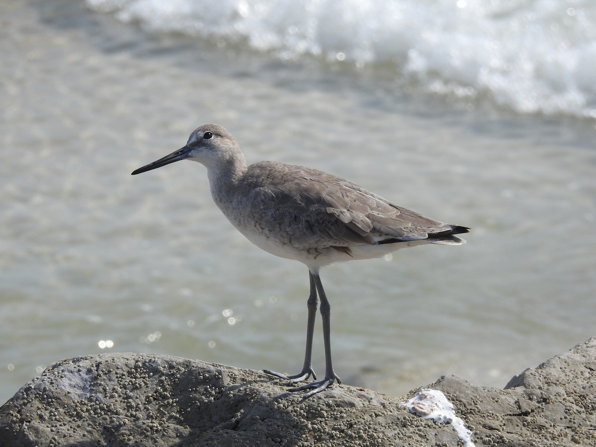 Willet - ML552852241