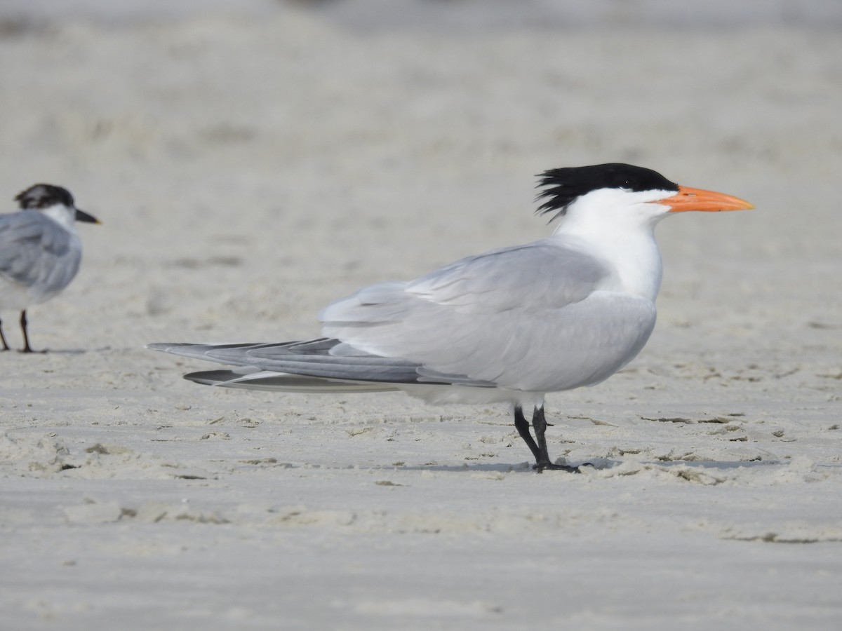 Royal Tern - ML552852441