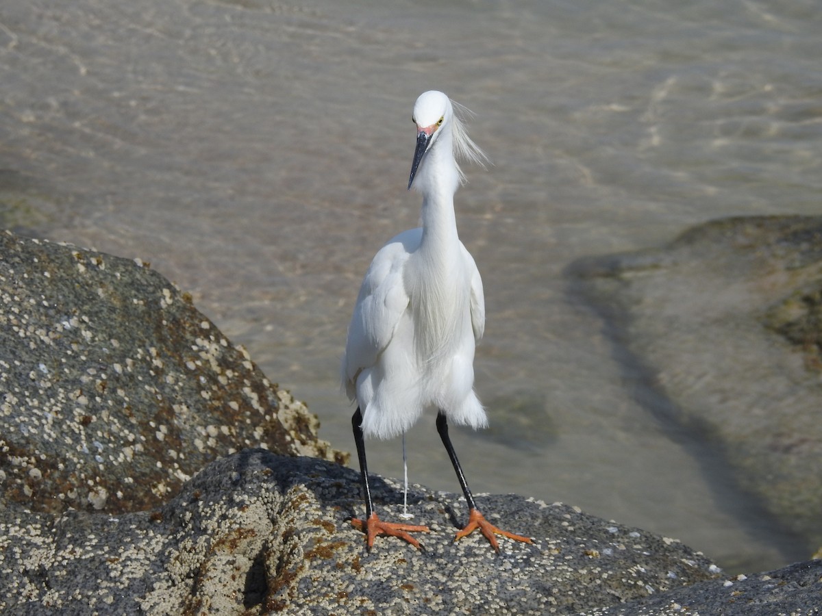 Snowy Egret - ML552852581