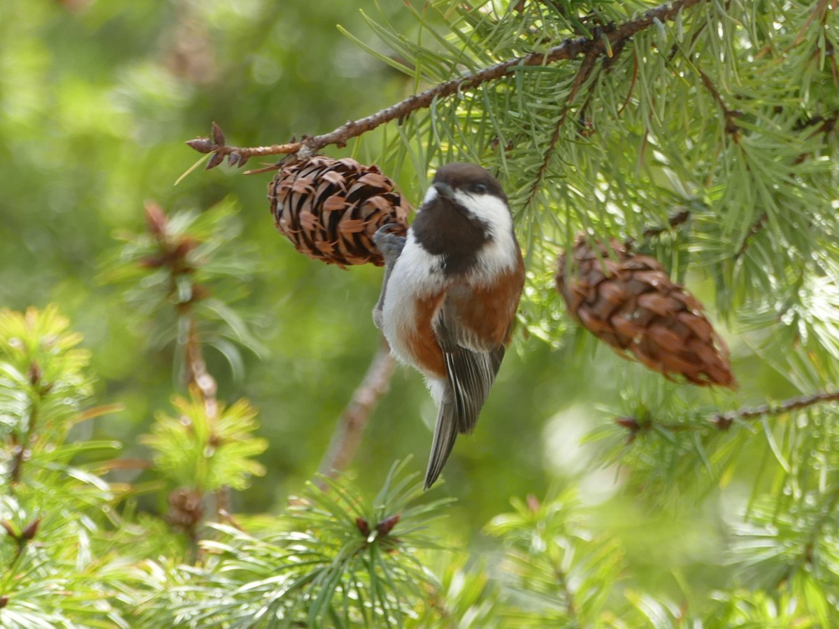 Mésange à dos marron - ML55285361