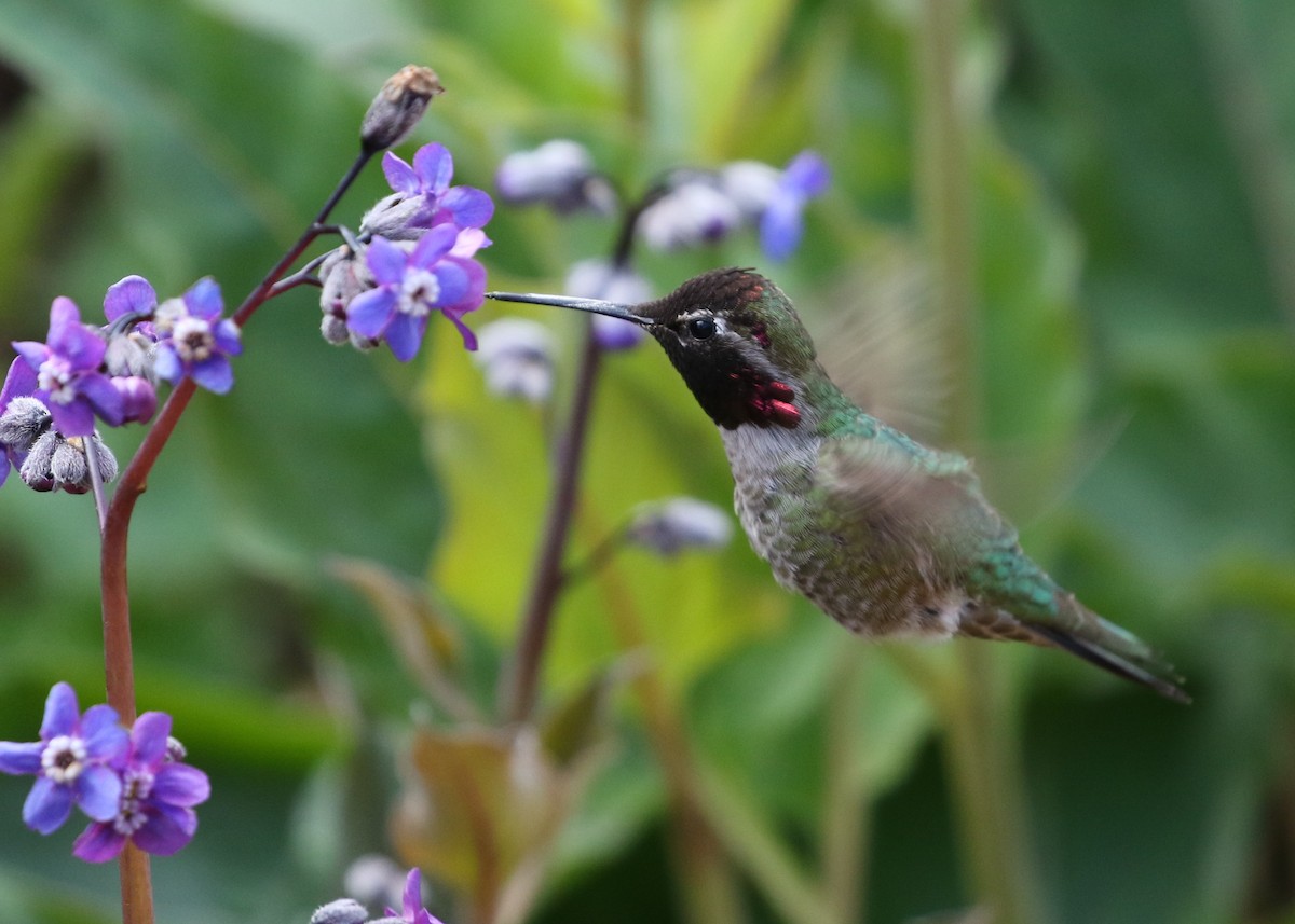 Anna's Hummingbird - Dean LaTray