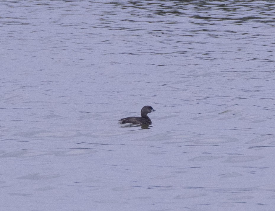 Pied-billed Grebe - ML552853911