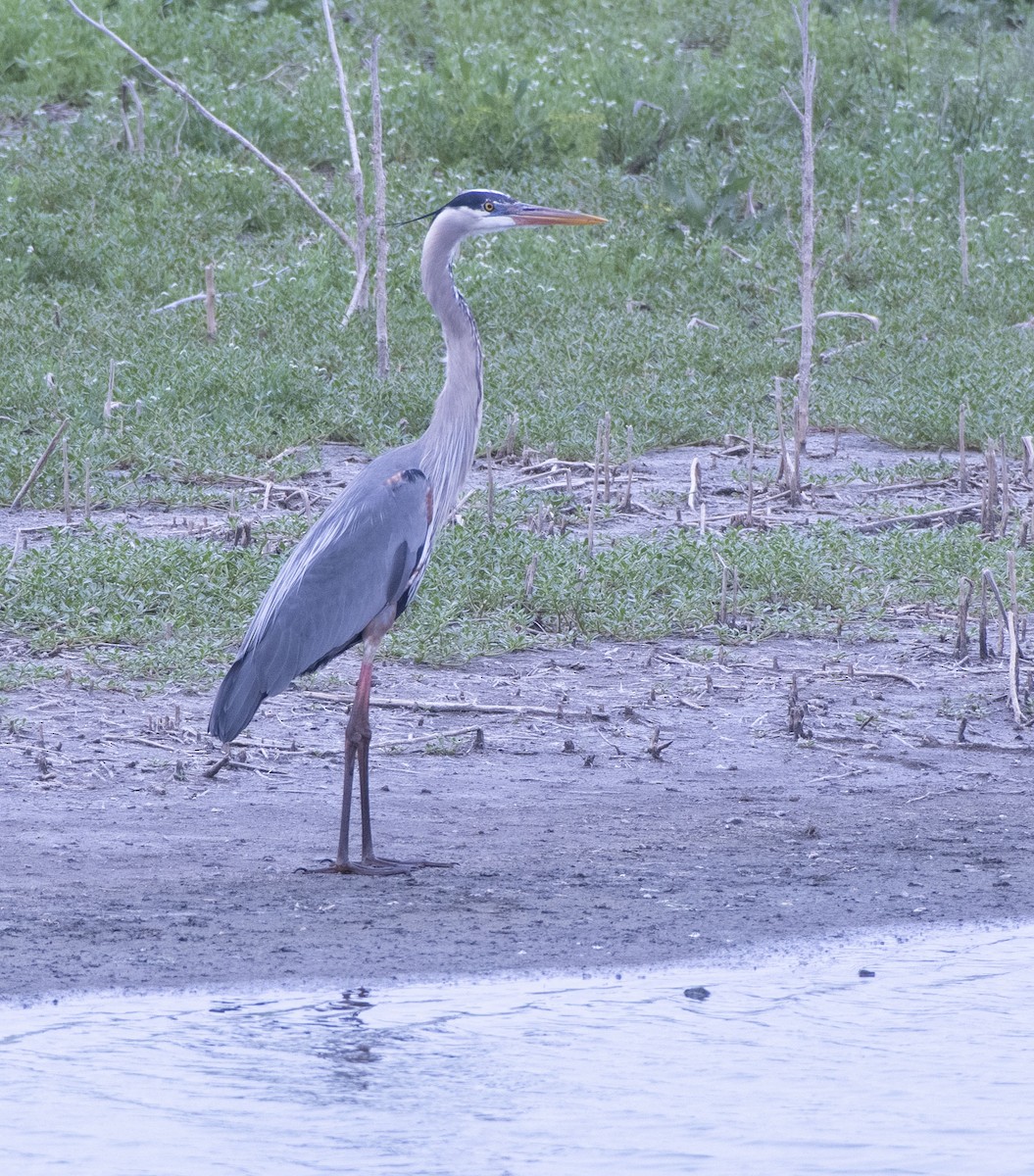 Great Blue Heron - ML552854071