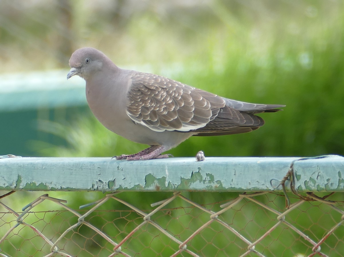 Spot-winged Pigeon - ML552854491