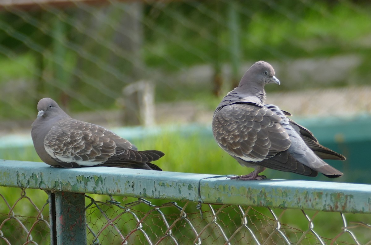 Spot-winged Pigeon - ML552854501
