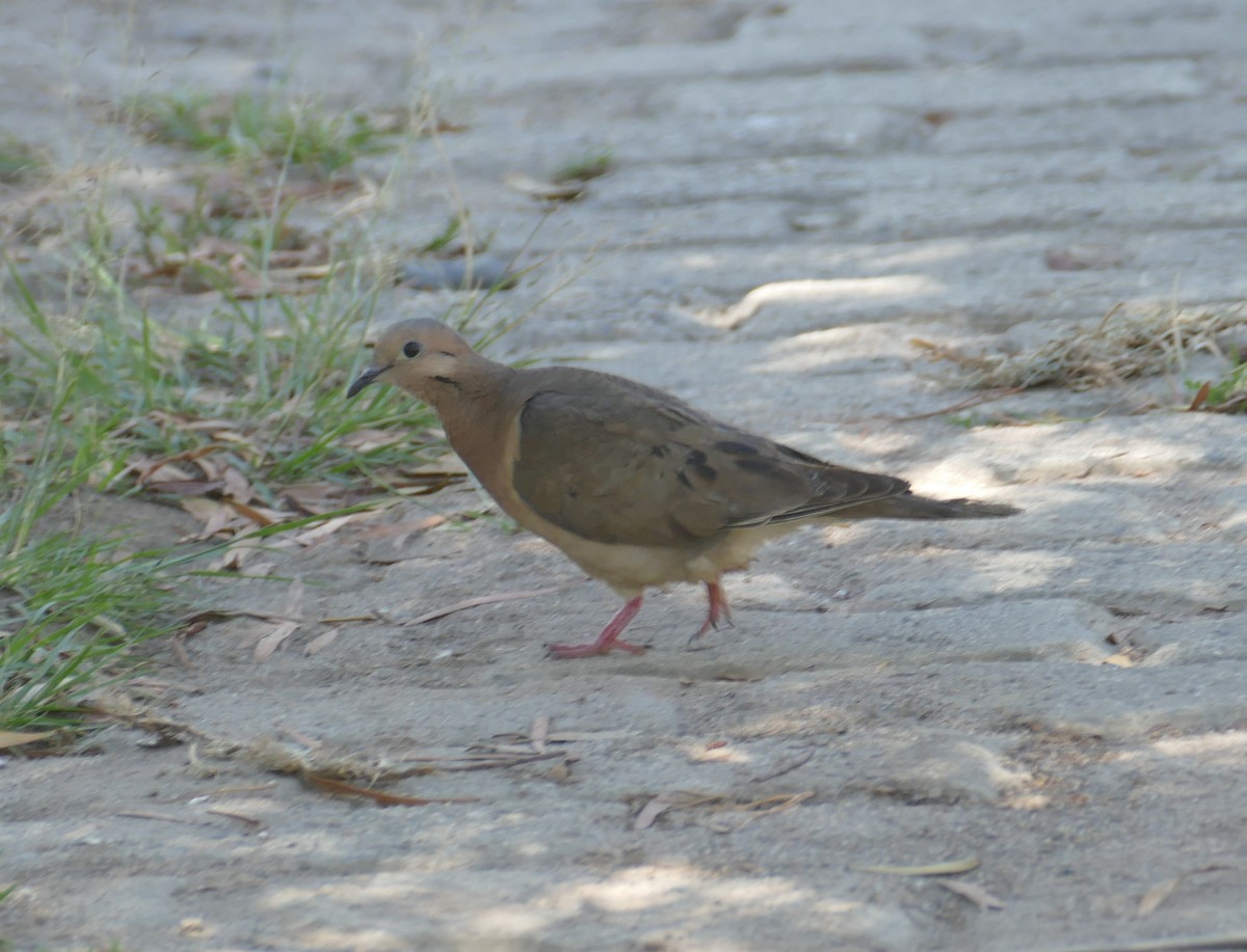 Eared Dove - ML552854591