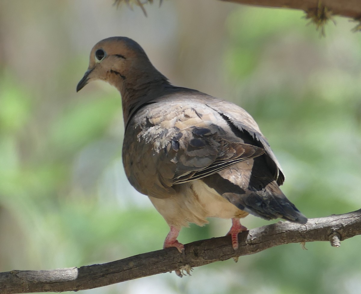 Eared Dove - ML552854601