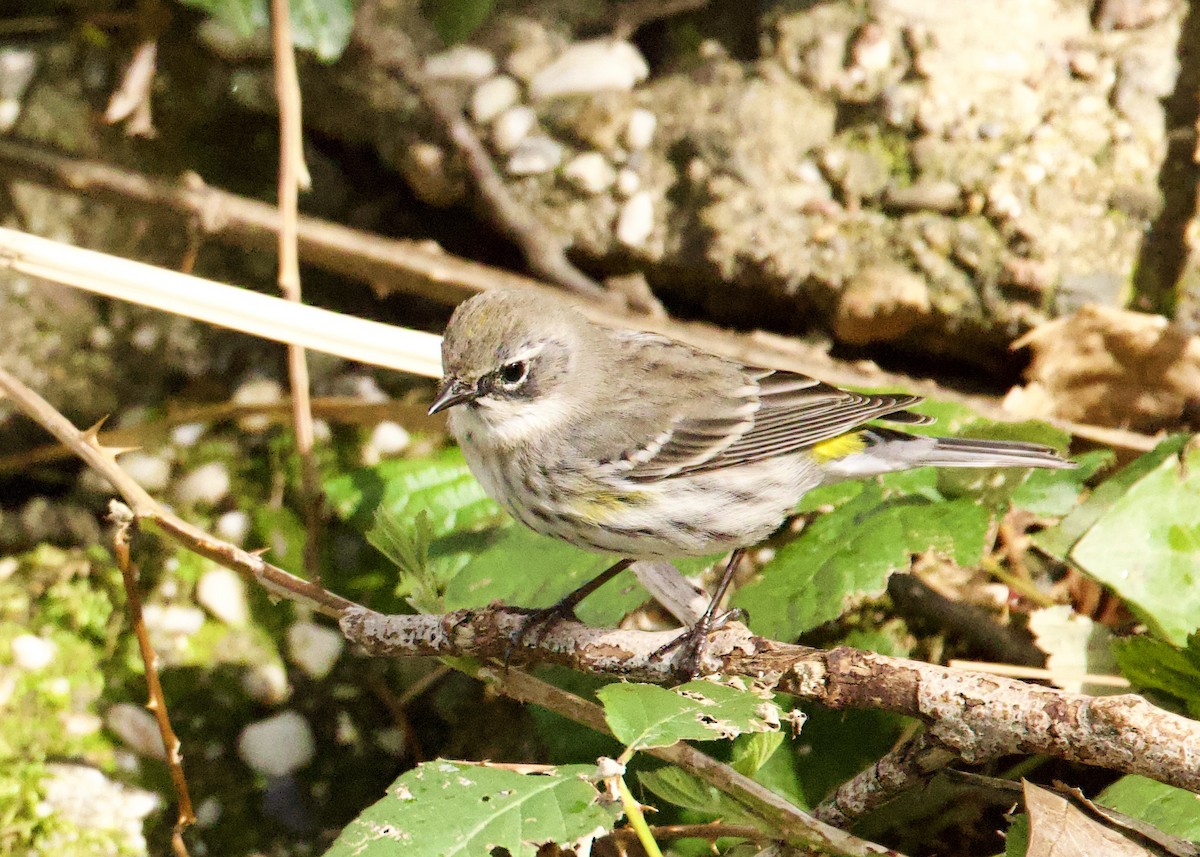Yellow-rumped Warbler (Myrtle) - Dave Bengston