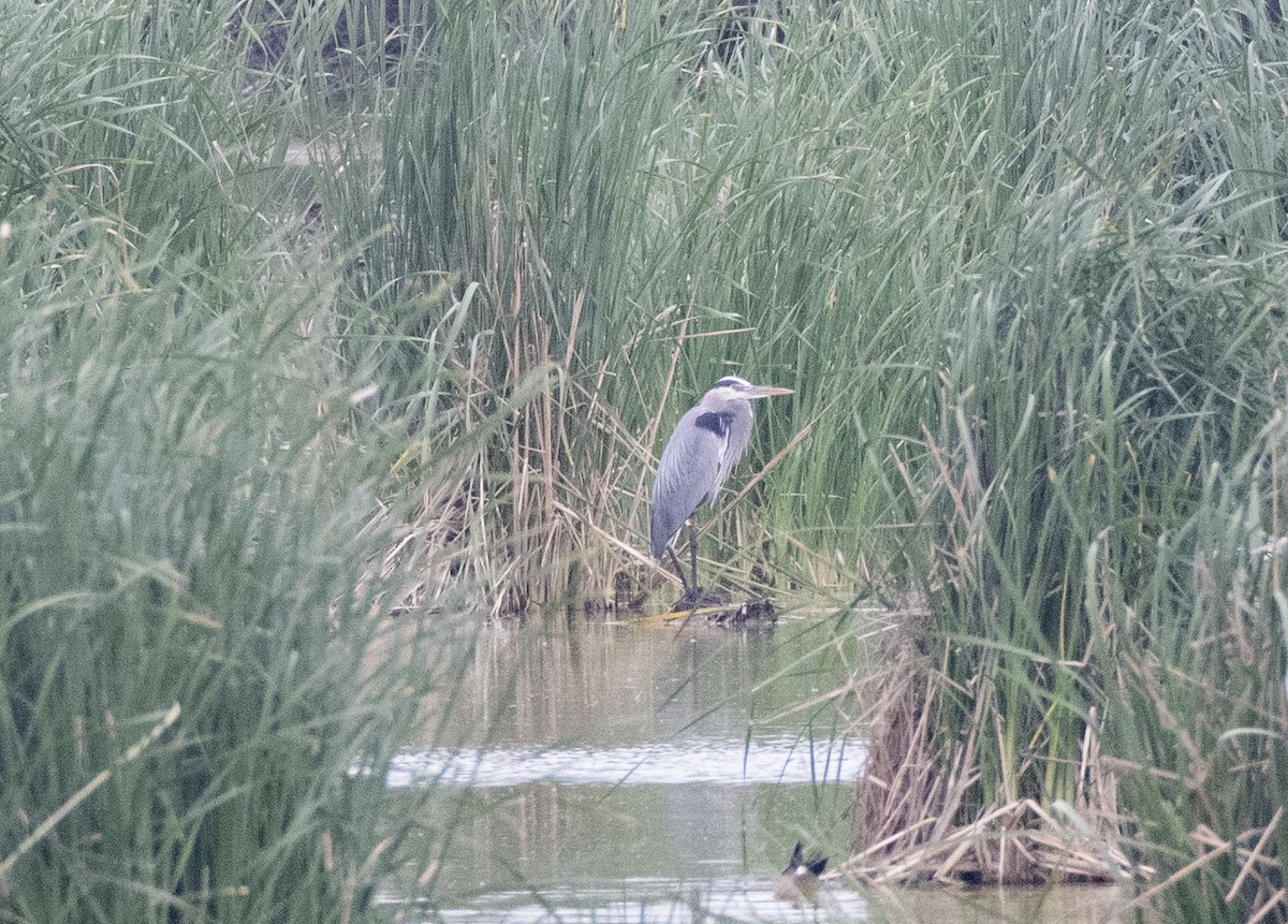 Great Blue Heron - ML552855021