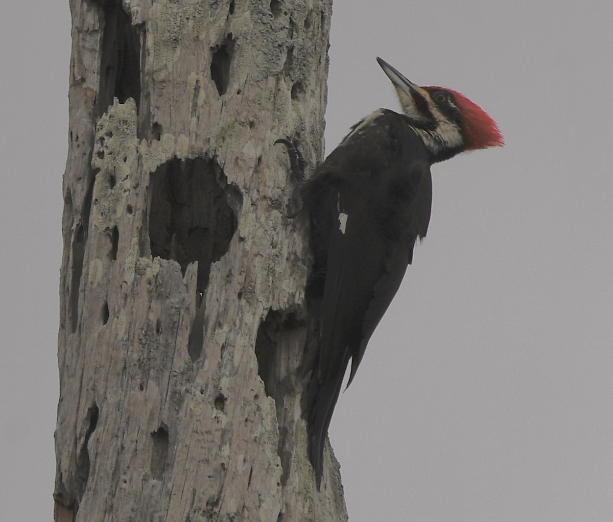 Pileated Woodpecker - ML552855261