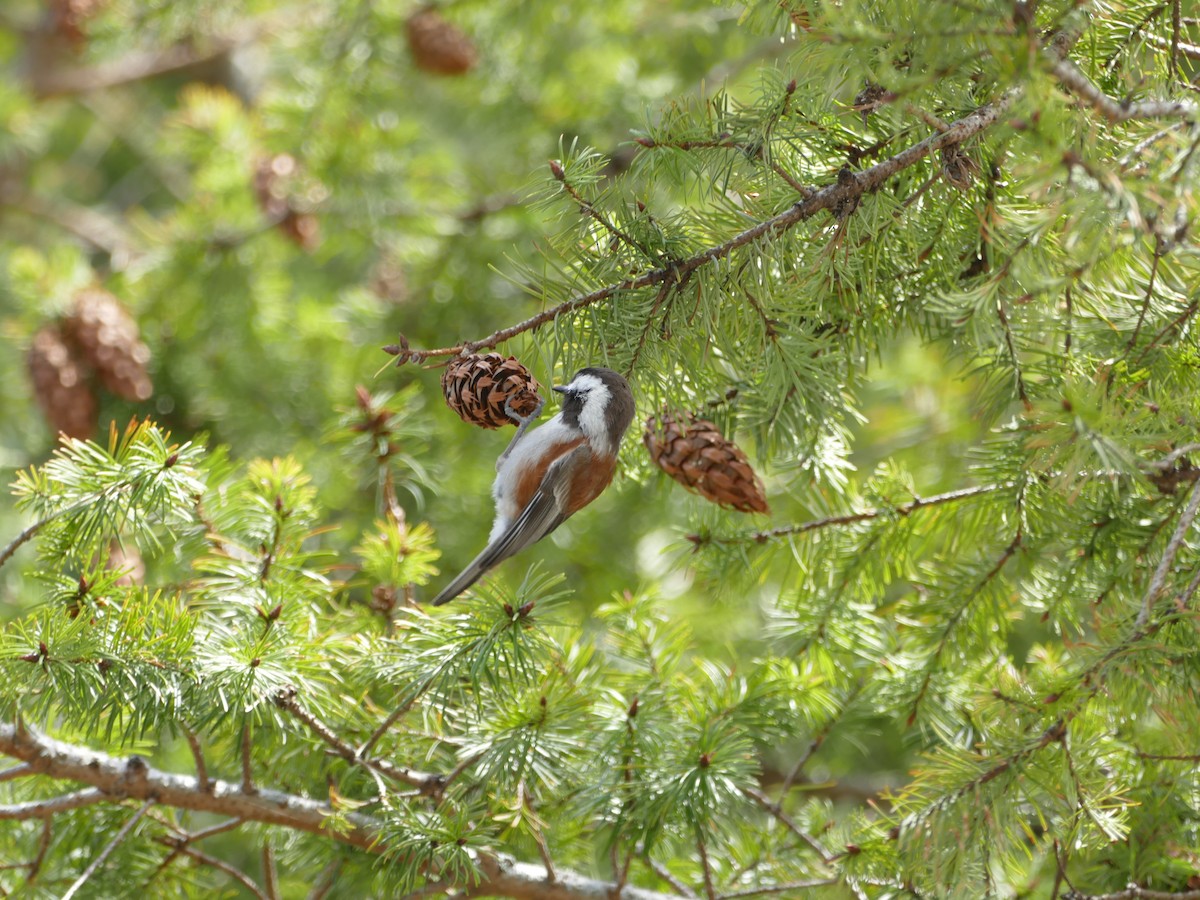 Mésange à dos marron - ML55285601