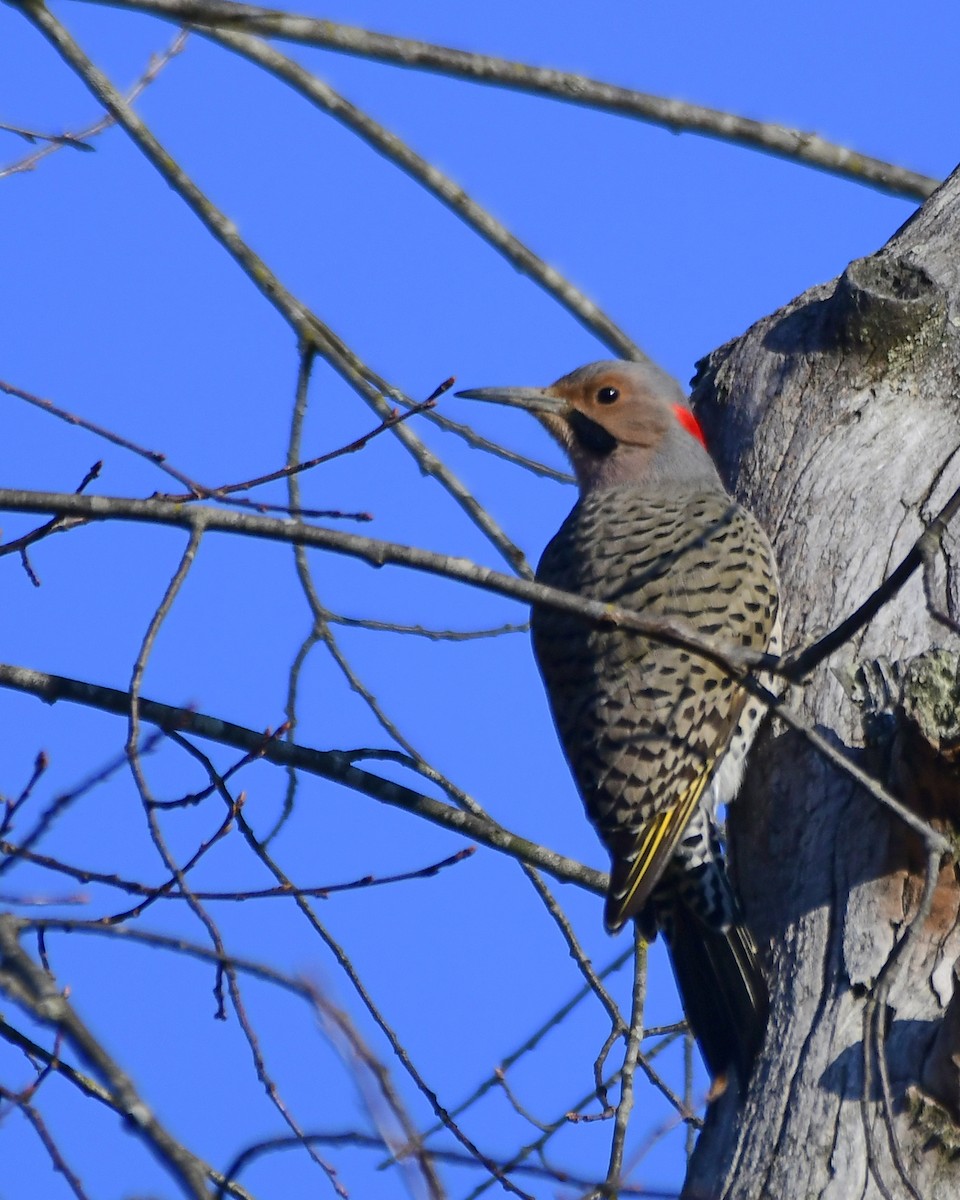 Northern Flicker (Yellow-shafted) - Ron Burkert