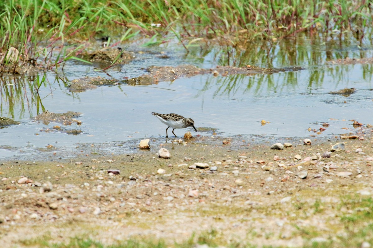 Least Sandpiper - ML55285711