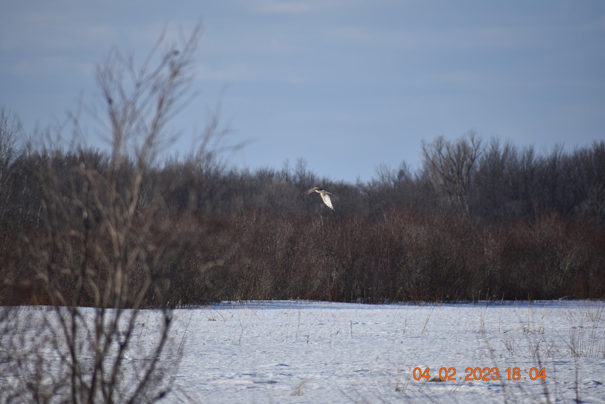 Northern Harrier - ML552857201