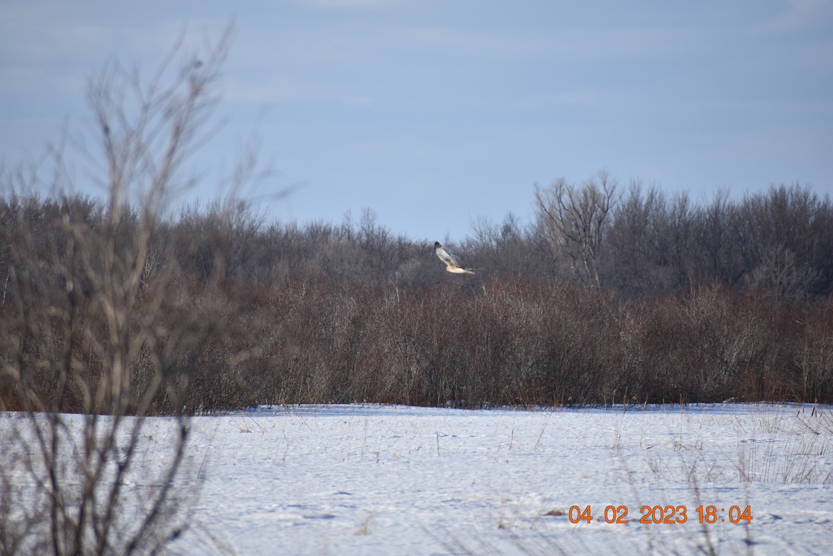 Northern Harrier - Deb Muzzy