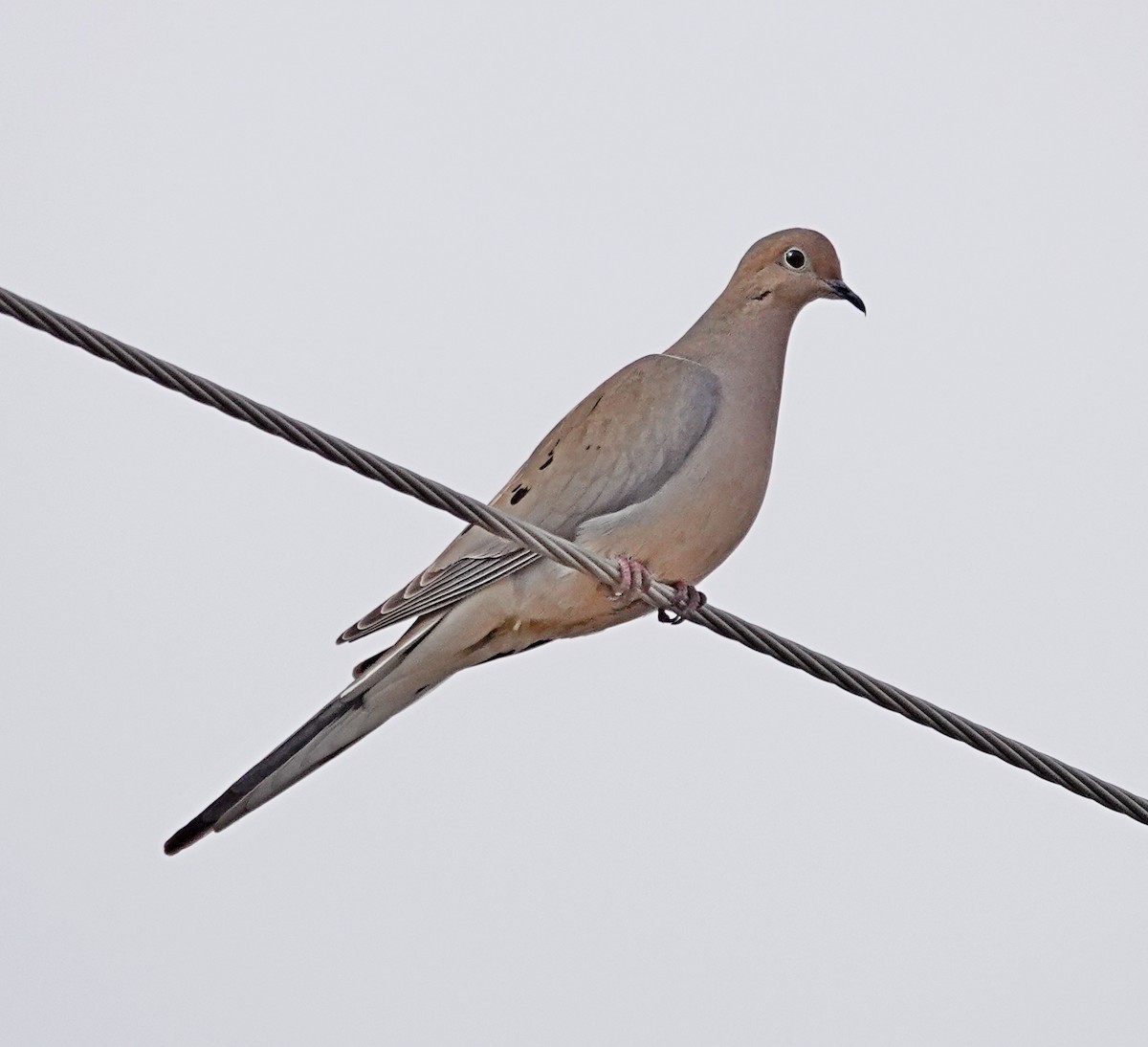 Mourning Dove - ML552859171