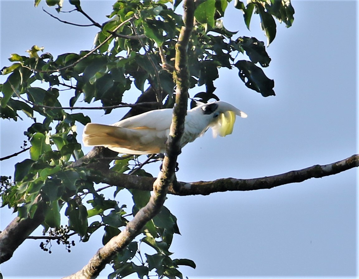 Blue-eyed Cockatoo - ML552860151