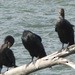 Double-crested Cormorant - Dayna Austin