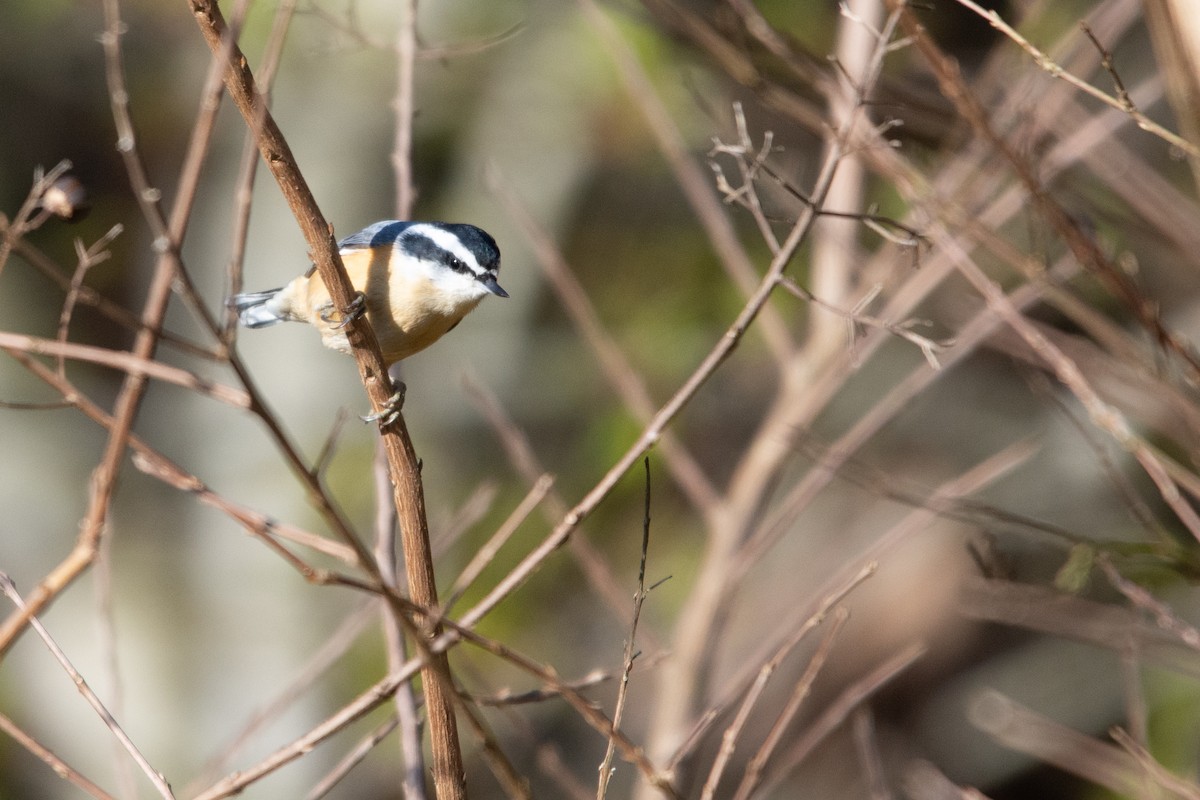Red-breasted Nuthatch - ML552860921