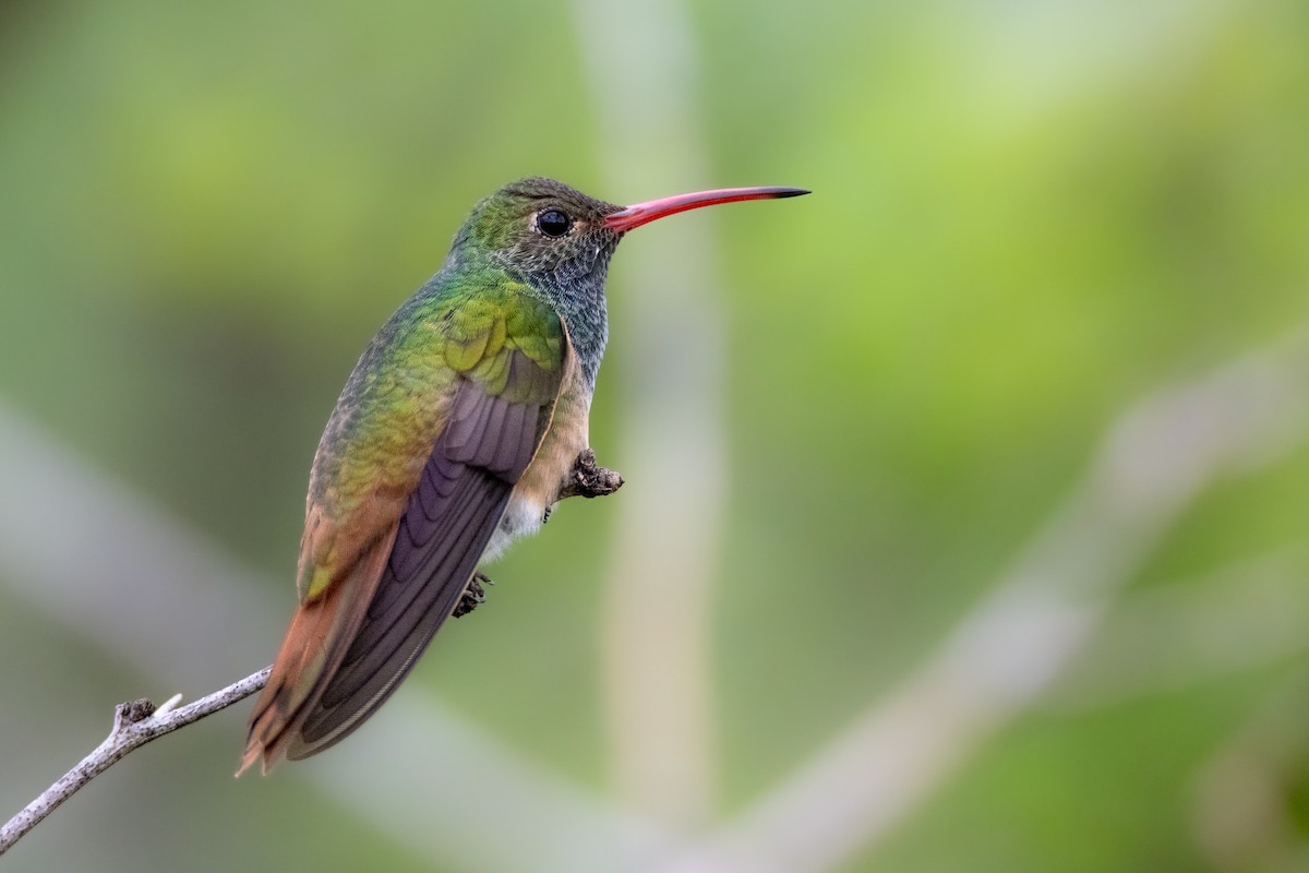 Buff-bellied Hummingbird - ML552861181